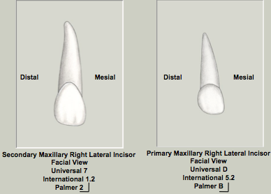 Set Traits Mx Lateral Incisors.png